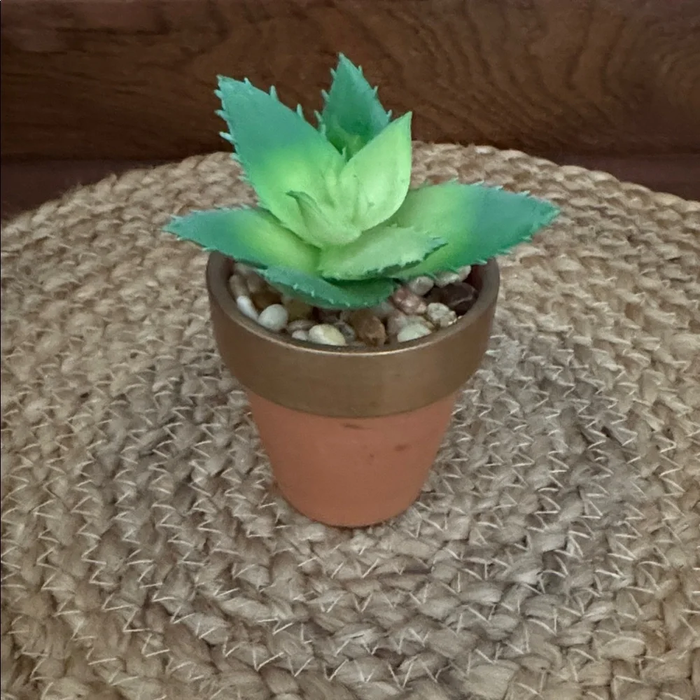 8️⃣ Assorted Succulents in Terracotta Pots